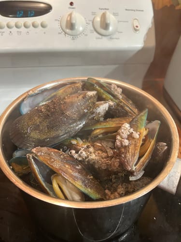 Customer photo review of Live Greenshell Mussels 1KG