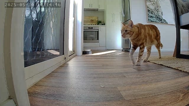 Customer photo review of Pawz Pet Smart Feeder with Camera 6L