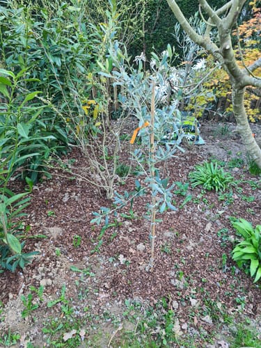 Customer photo review of Olivenbaum "Leccio del Corno" 160-190 cm / Stamm