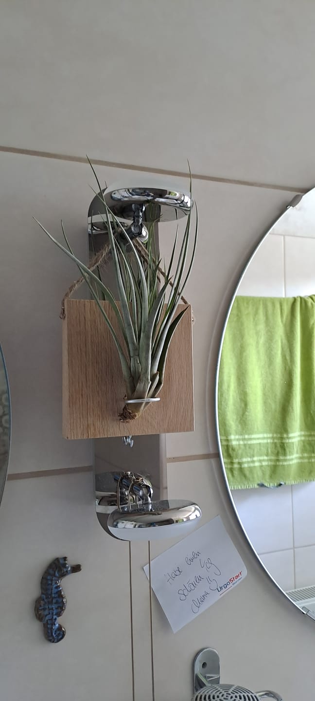 Customer photo review of Tillandsia fasciculata