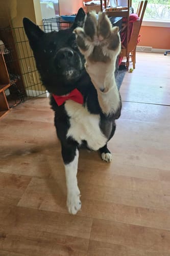 Customer photo review of Red Bow Tie for Dog and Cat Collar