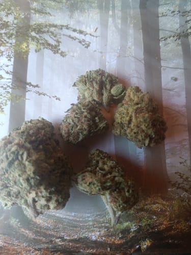Customer photo review of Blue Dream THCA Flower