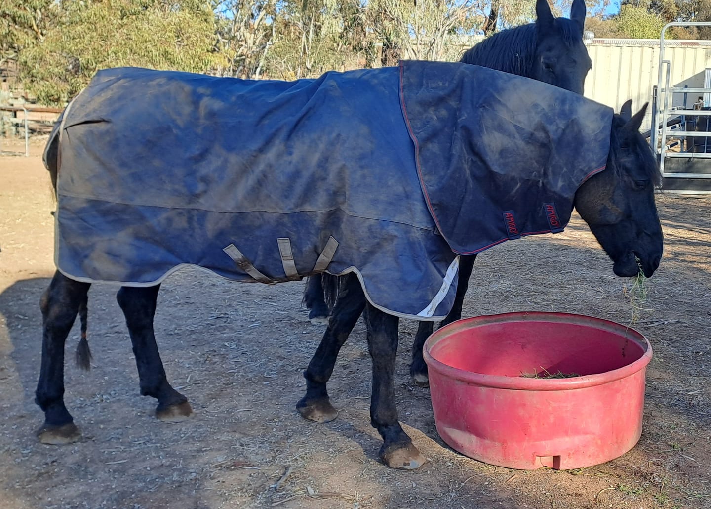 Customer photo review of Amigo 1200D XL Turnout Neck Rug 0g