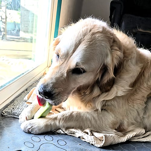 Customer photo review of Mix Flavored Chews ( A Bundle of 6 Sticks )