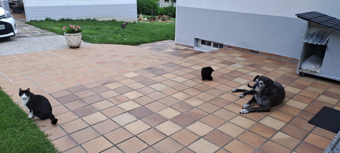 Customer photo review of Cat Sterilized