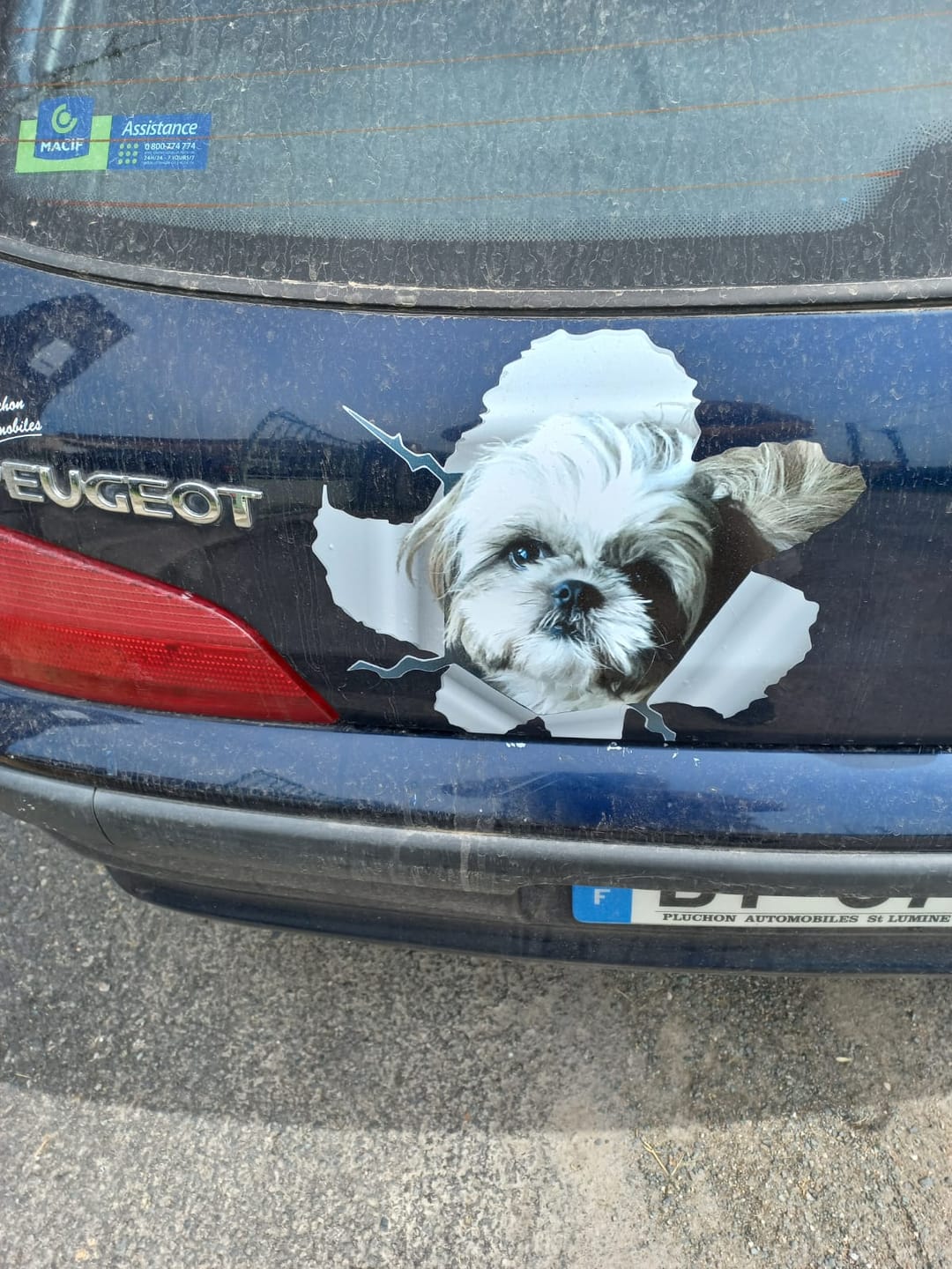 Customer photo review of Photo animal curieux - Autocollant pour voiture personnalisé