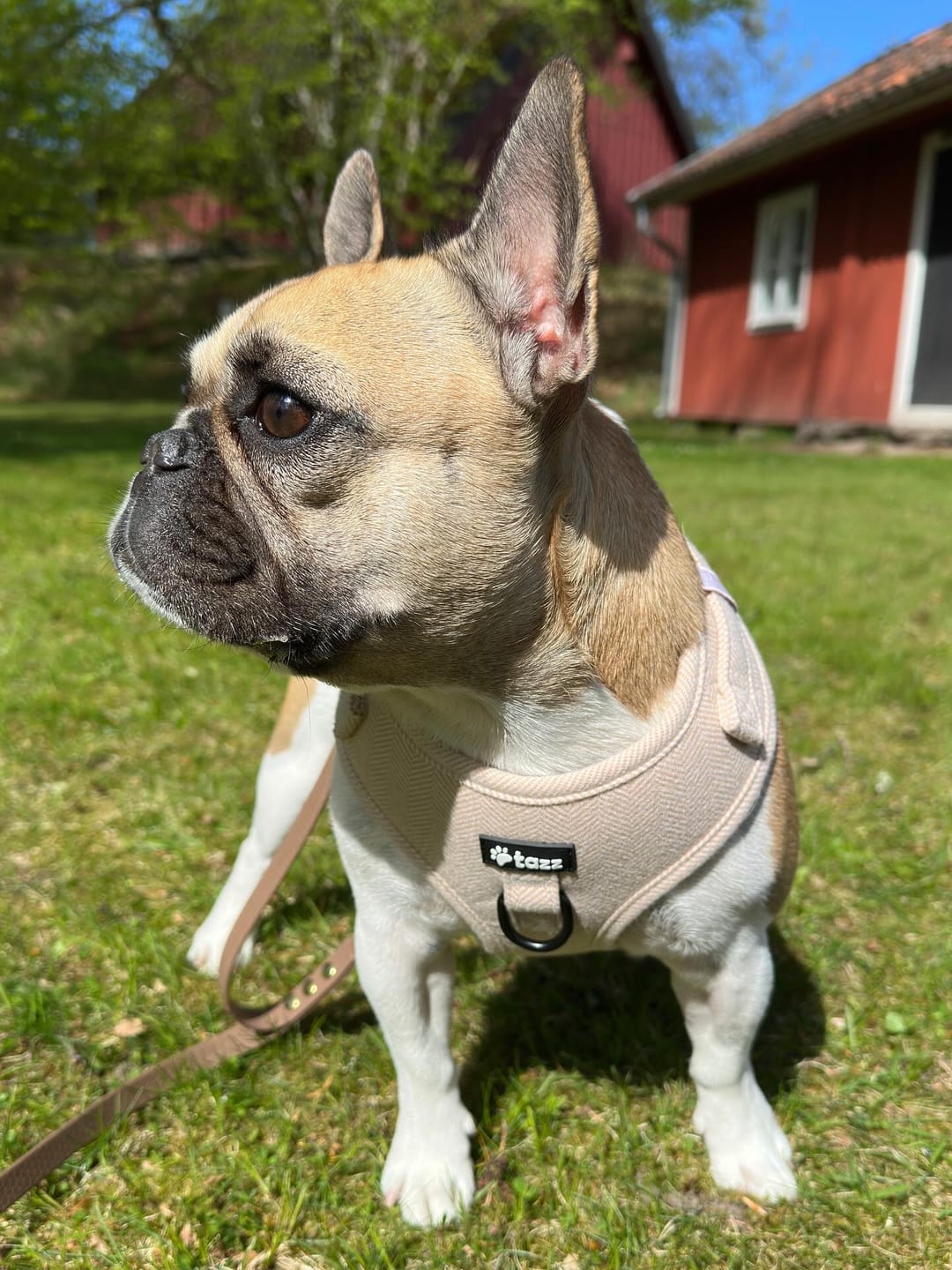 Customer photo review of Sele - Sandshell