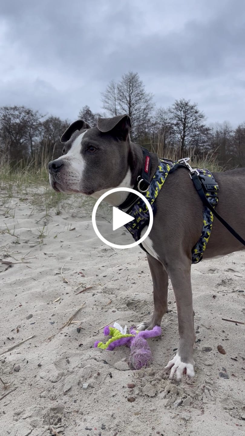 Customer video review of Comfort Premium Harness | Non Restrictive - Lightning