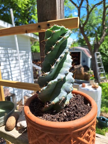 Customer photo review of Cereus forbesii Spiralis | Spiral Cactus
