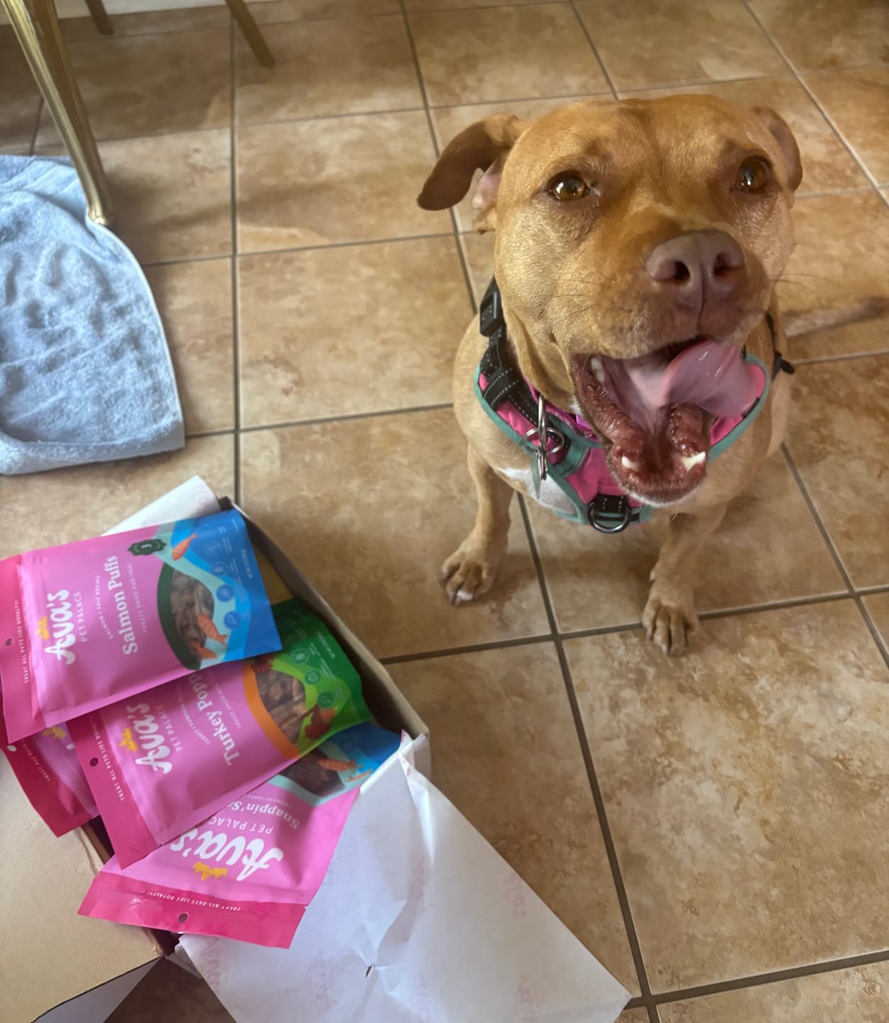 Customer photo review of Organic Baked Dog Treats - Cheeze Pleeze