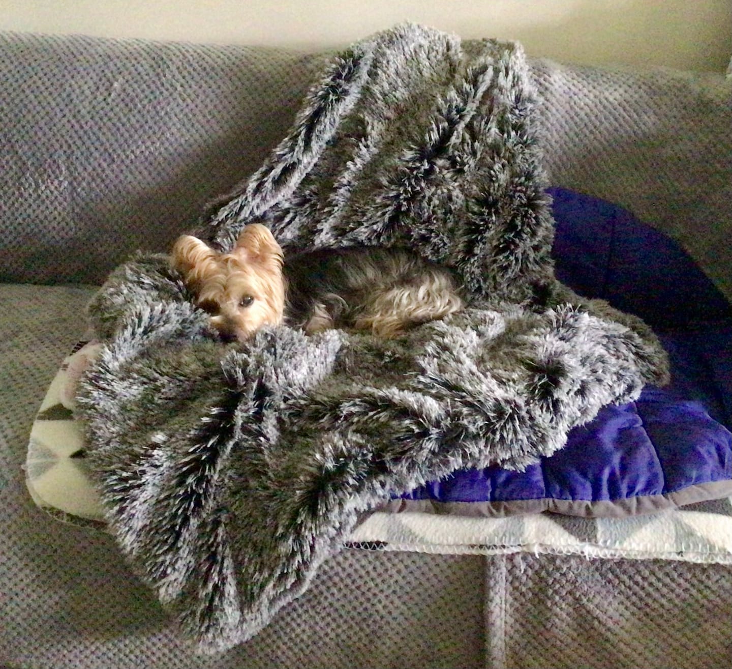 Customer photo review of PaWz Pet Calming Blanket