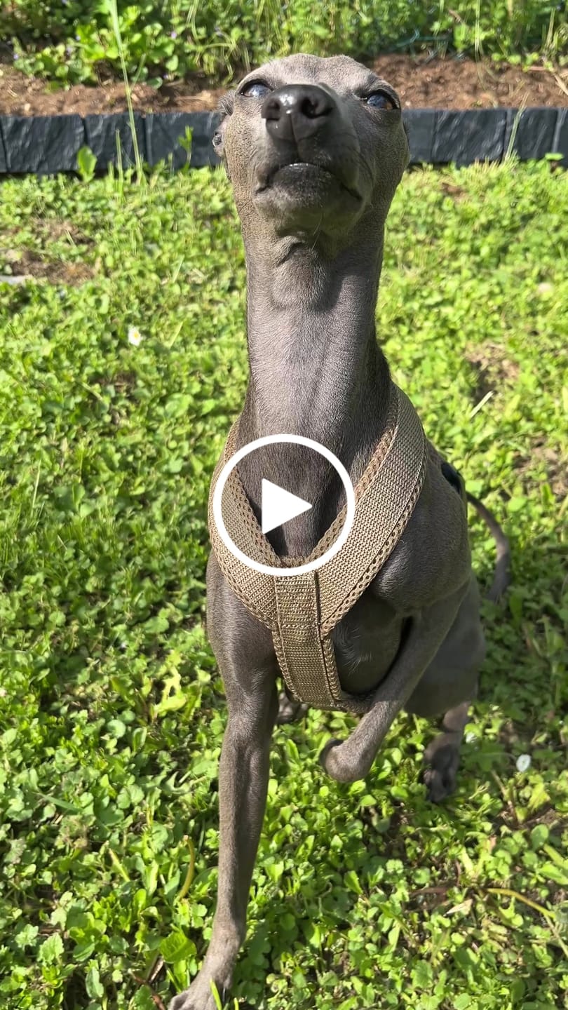 Customer video review of Windhundgeschirr FUN Welpe/Windspiel "Golden Sand"