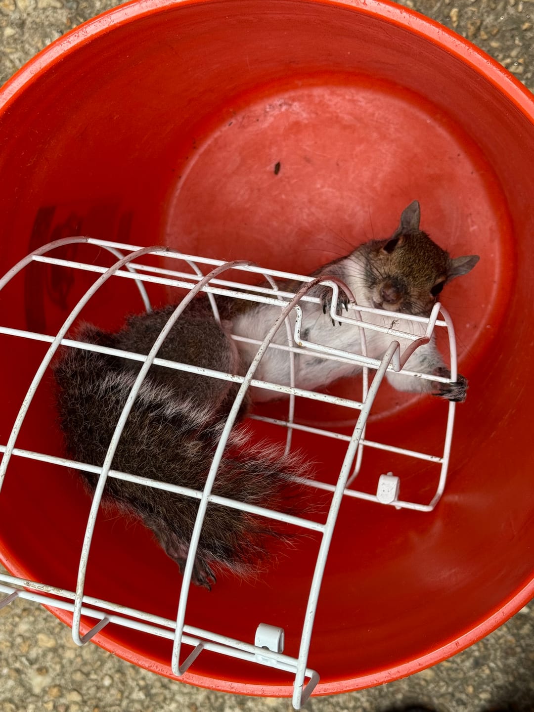 Customer photo review of Birdfy Shield - Bird Feeder Shield