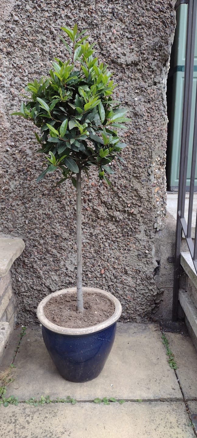 Customer photo review of Standard Bay Trees
