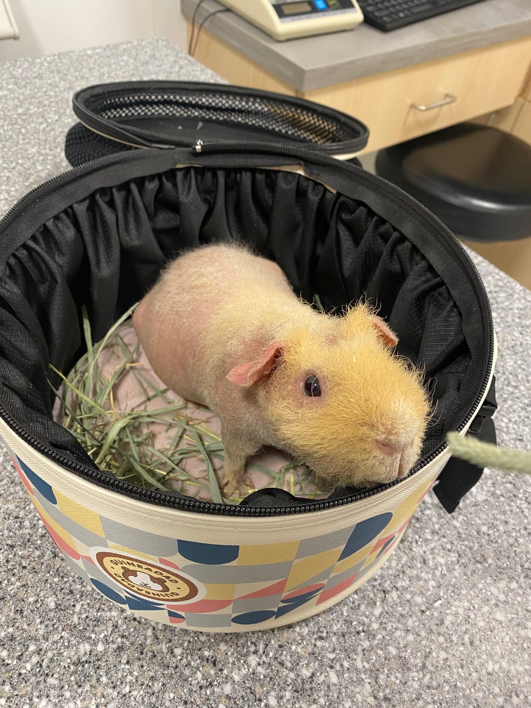 Customer photo review of GuineaDad Travel Tower – The Ultimate Guinea Pig Travel Carrier