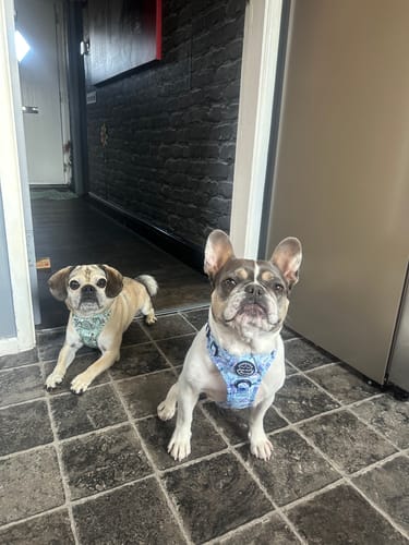 Customer photo review of Disney© Tough Trails™ Harness - Eeyore