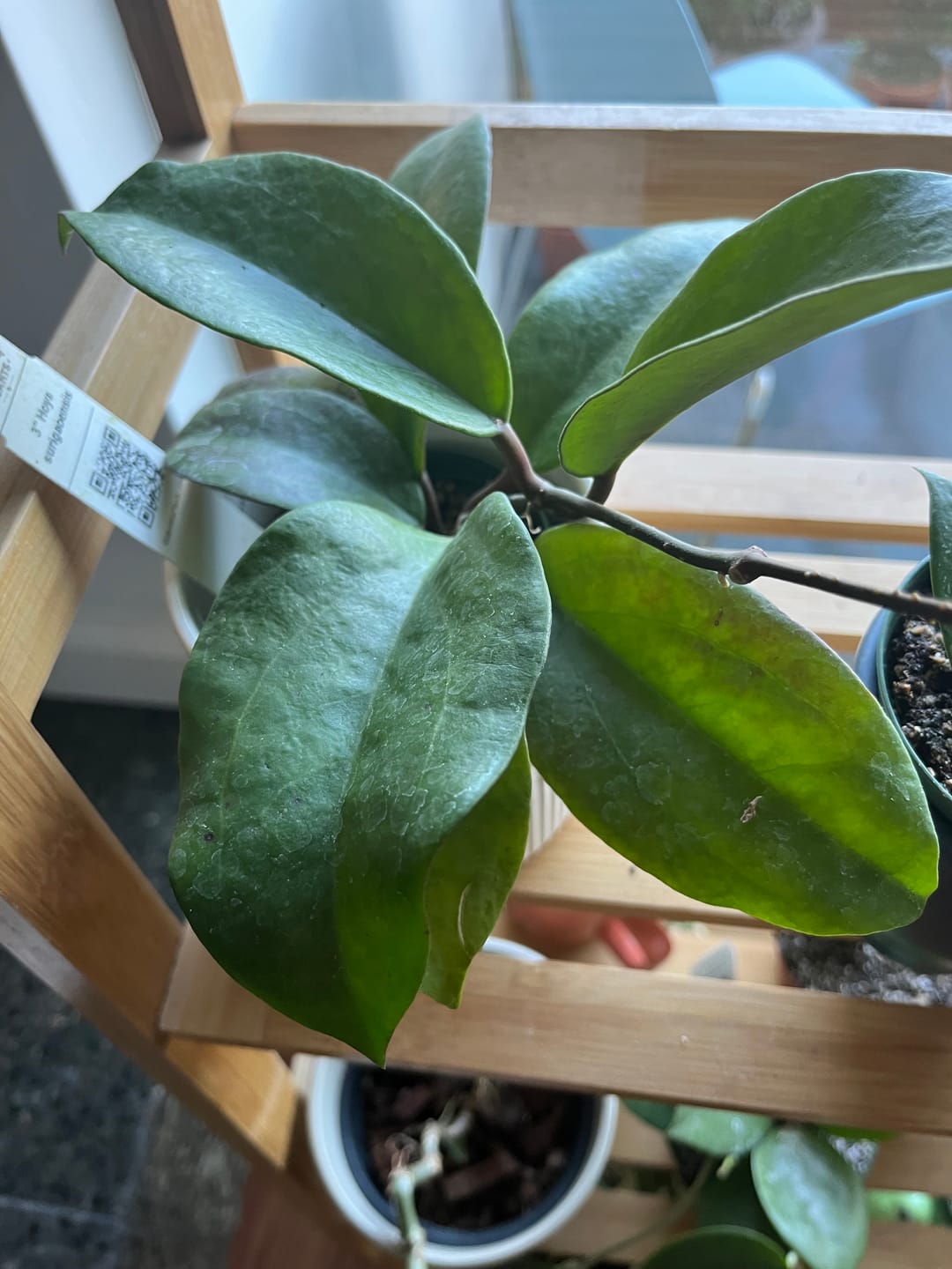 Customer photo review of Hoya surigaoensis