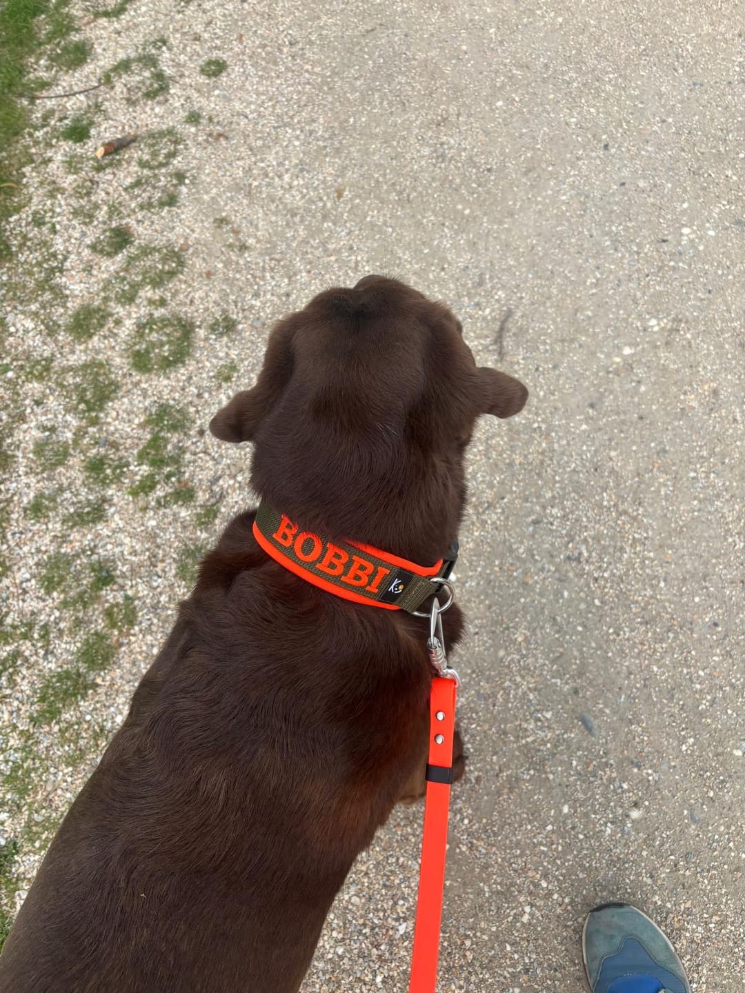 Customer photo review of Neoprene Dog Collar with Name - L | 4Kyon