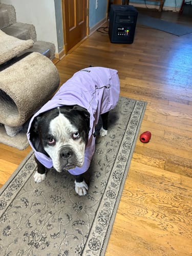 Customer photo review of Breatheshield™ Dog Raincoat - Purple