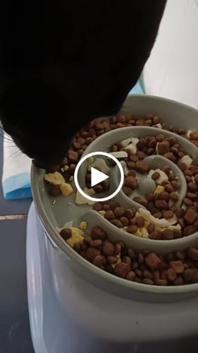 Customer video review of 木架陶瓷寵物防噎慢食碗 單碗 慢食碗 寵物碗