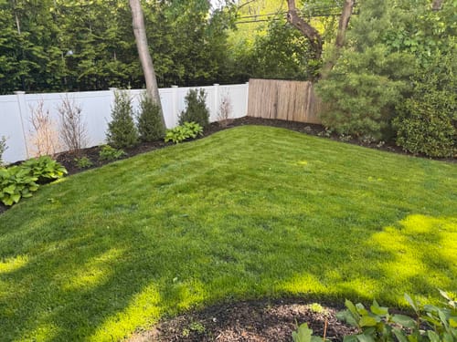 Customer photo review of GCI Turf Blue Heat Grass Seed