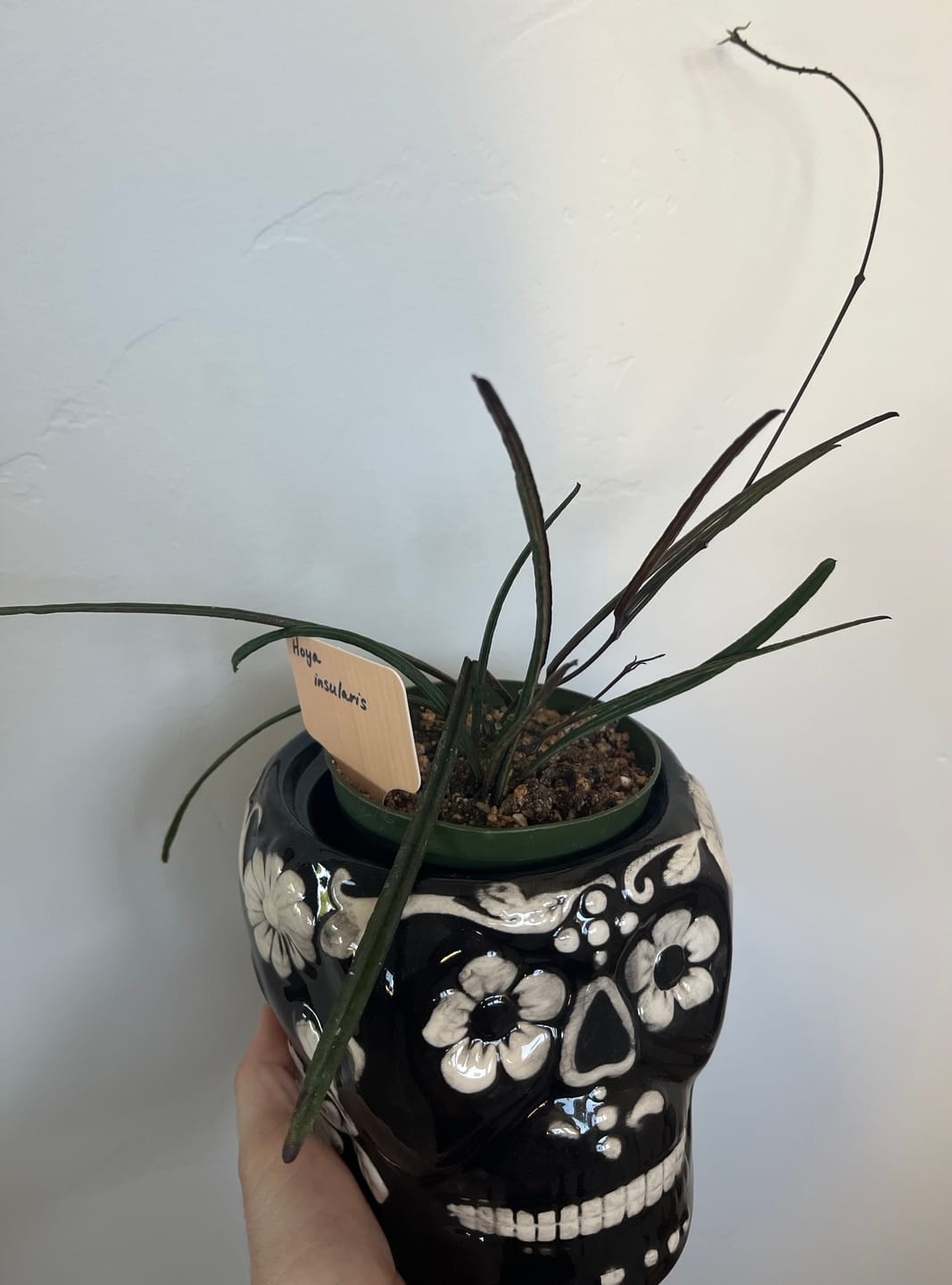 Customer photo review of Hoya insularis