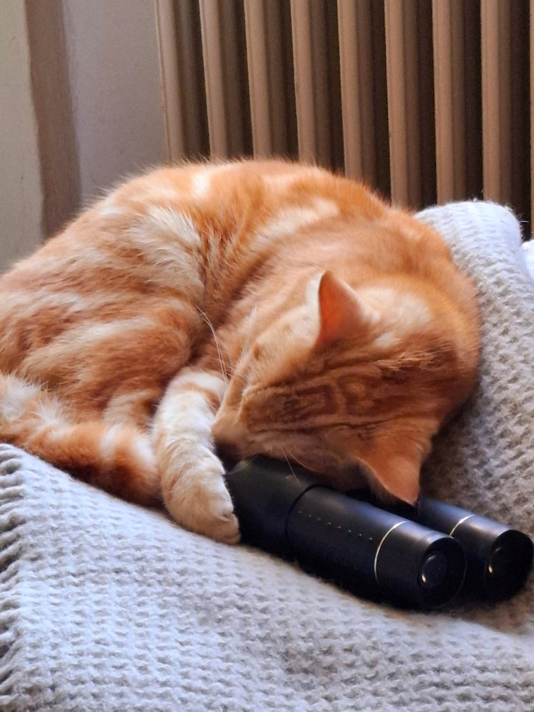 Customer photo review of Zpot-on für Katzen gegen Zecken, Flöhe, Milben & Mücken [Jahresvorrat]