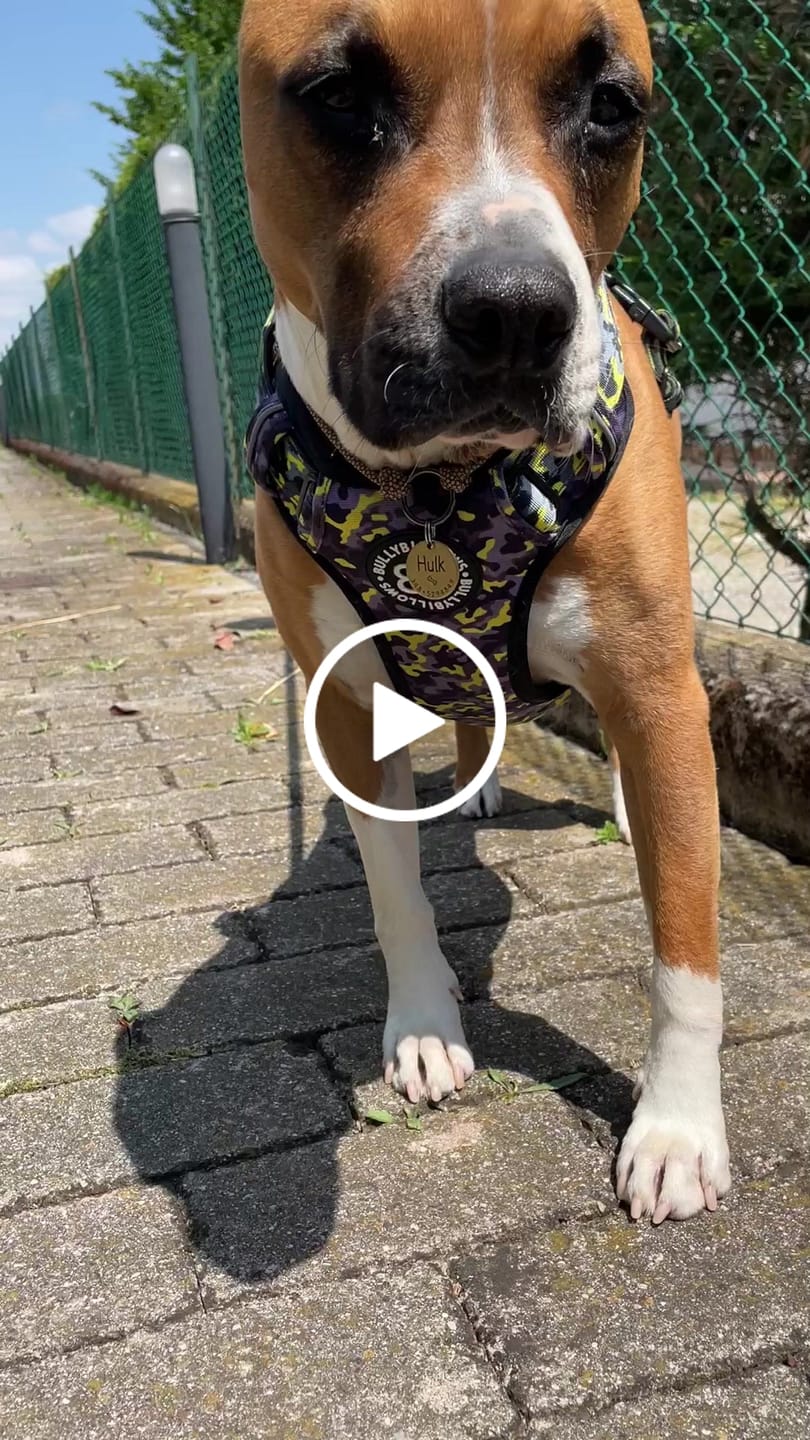 Customer video review of Comfort Premium Harness | Non Restrictive - Lightning