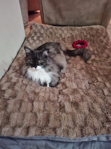 Customer photo review of Pawz Dog Memory Foam Mattress