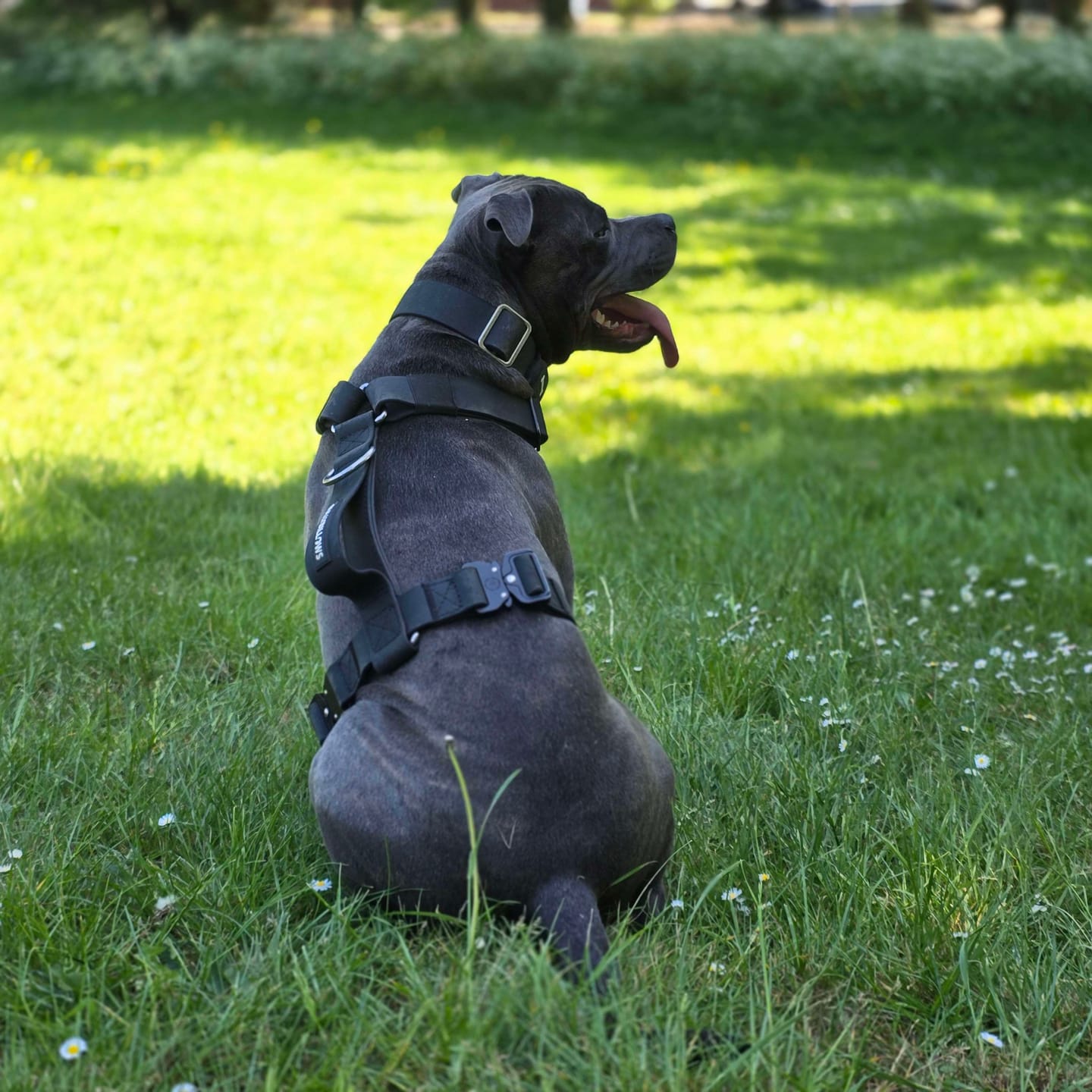 Customer photo review of Billowthane® Training Anti Pull TRI-Harness® | M-XL Breeds - Black