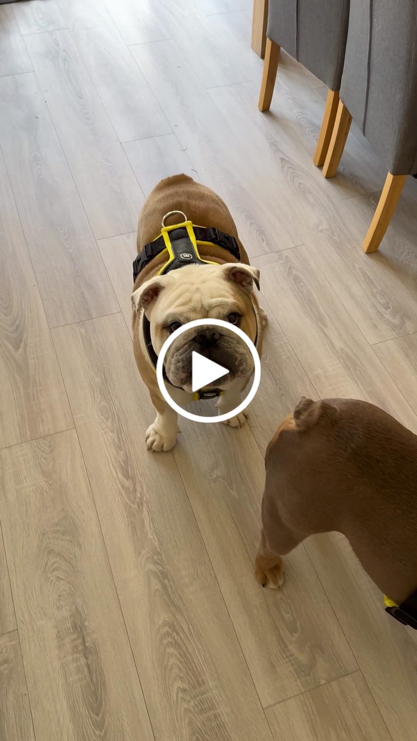 Customer video review of Slip on Harness | Foam Padded - Black x Yellow