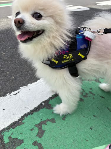 Customer photo review of FunFunPet 高機能ハーネス（お名前タグ作成サービス付き）