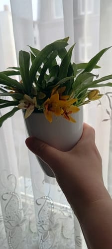 Customer photo review of Promenaea Sunlight im 3er Set