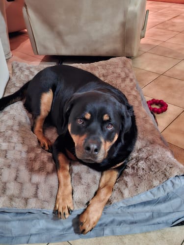 Customer photo review of Pawz Dog Memory Foam Mattress
