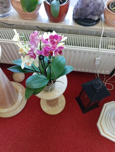 Customer photo review of Cocktail Orchidee mit gelb-roten Blüten und 5+ Rispen