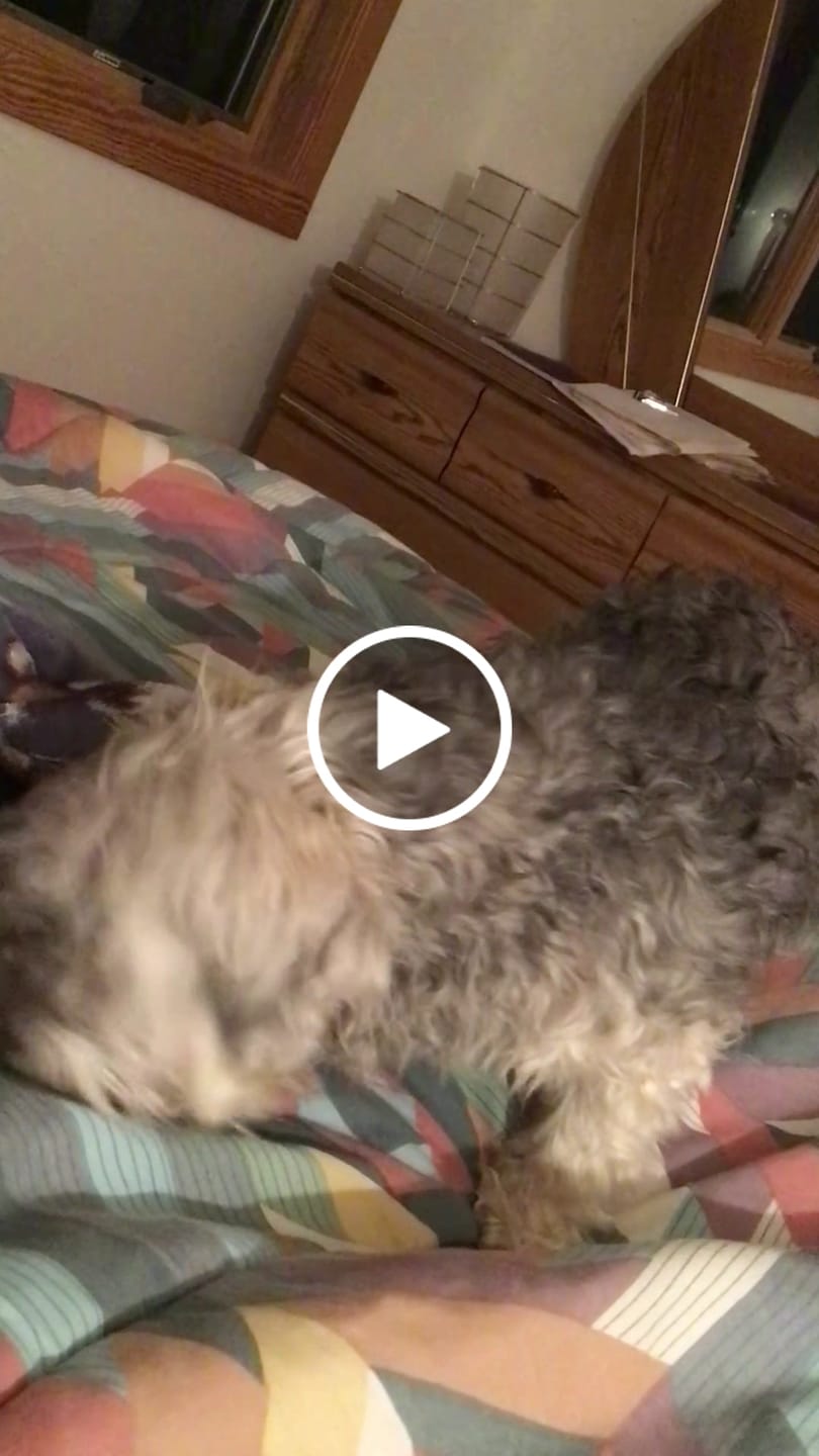 Customer video review of Earthbones Dental Chews For Dogs