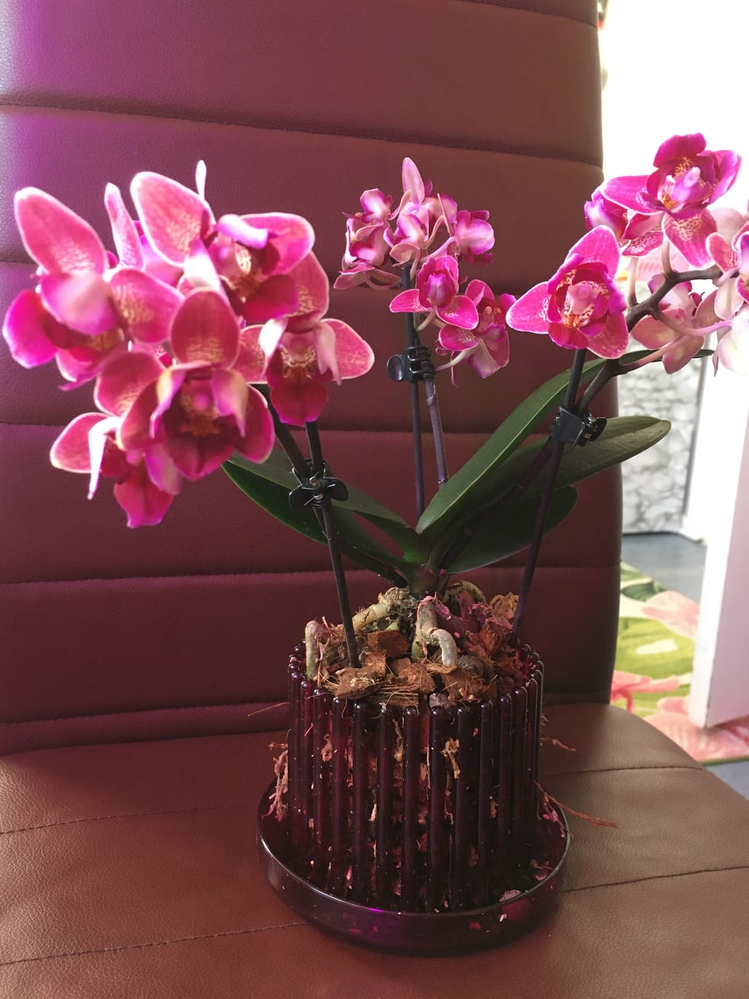 Customer photo review of Pelorische Orchidee Table Dance Chamonix mit weinroten Blüten und 2+ Rispen
