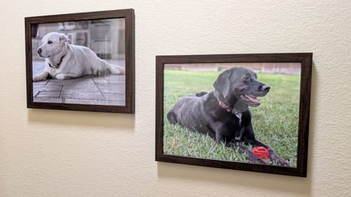 Customer photo review of Modern Pet Portrait - One Pet