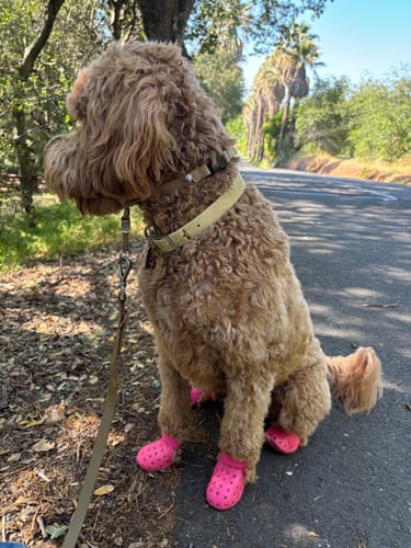 Customer photo review of WagWellies® Mojave