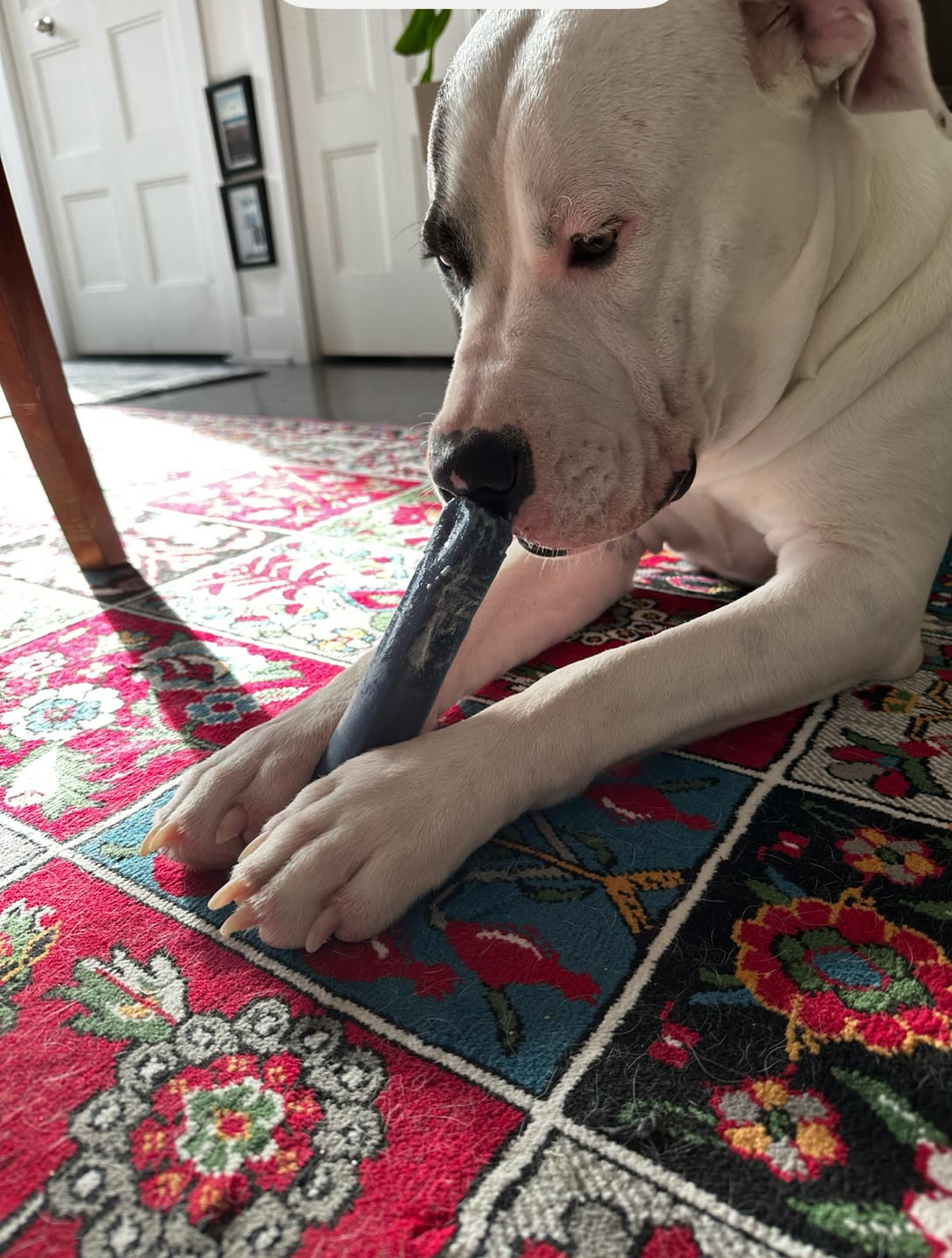Customer photo review of Strawberry Himalayan Yak Chew (MEDIUM)