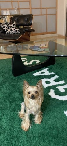 Customer photo review of "WET GRASS" RUG
