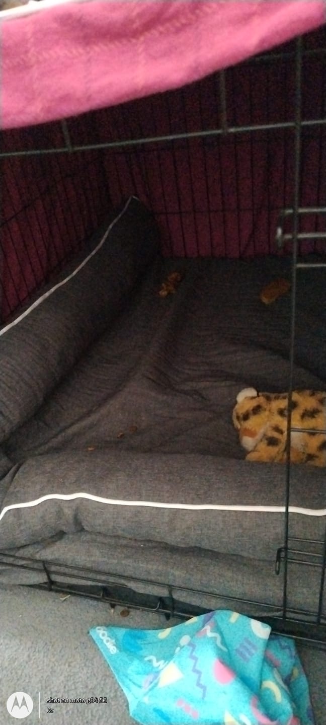 Customer photo review of Pawz Orthopedic Pet Bed Memory Foam With Cooling Gel