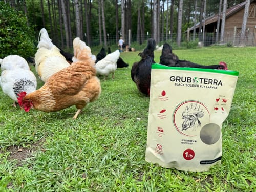 Customer photo review of GrubTerra Dried Larvae Sample FREE