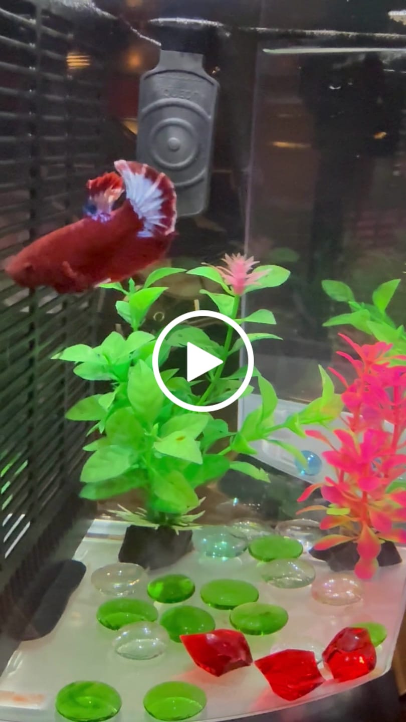 Customer video review of Hellboy Plakat Male Betta Fish | Order Directly From Farm | You Pick Fish