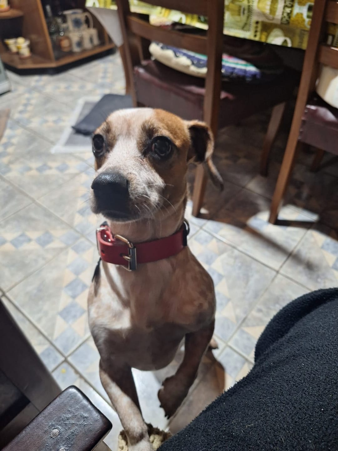 Customer photo review of Collar Duke Rojo/Negro