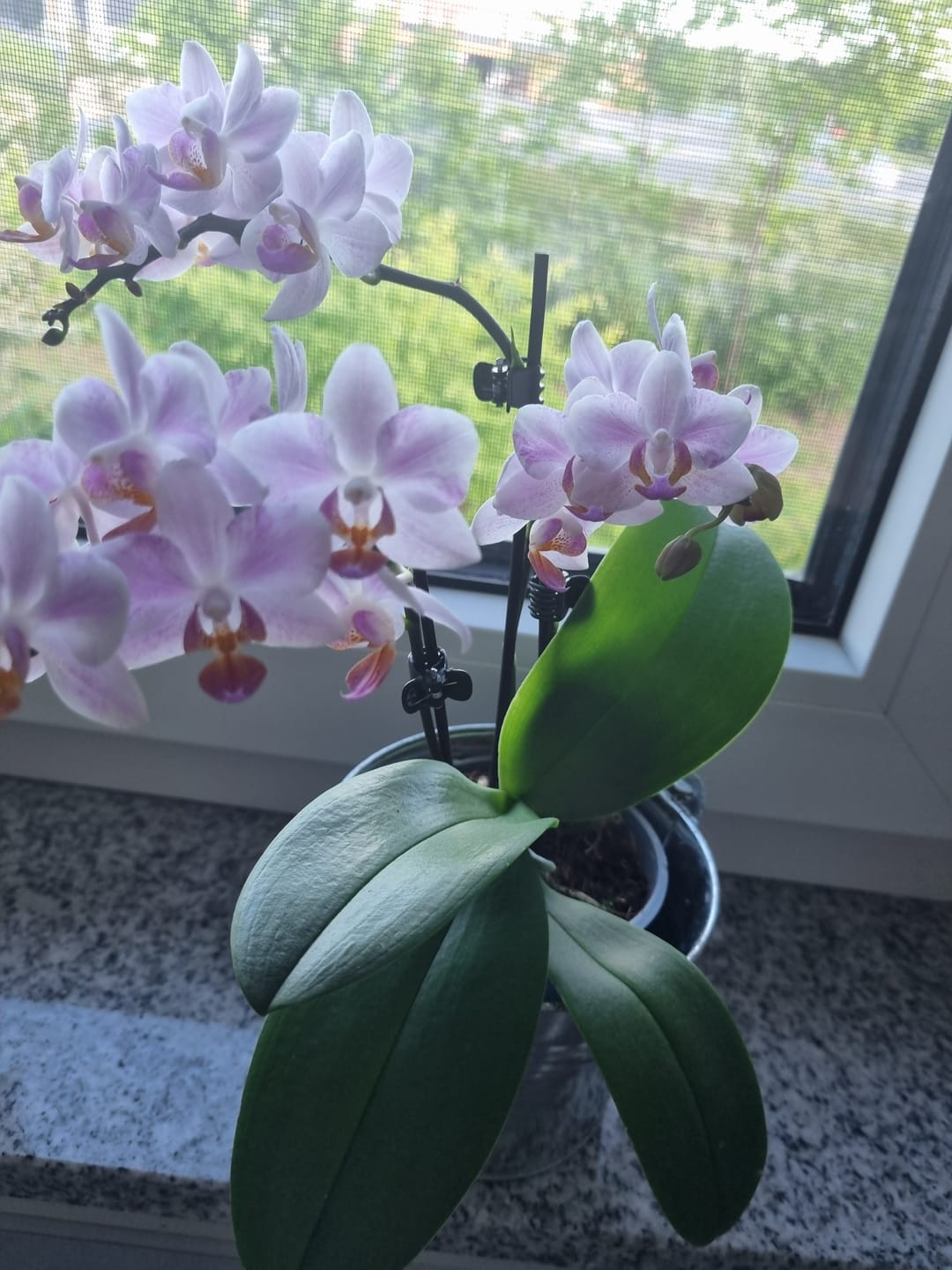 Customer photo review of Table Dance Pia mit hellrosafarbenen Blüten und 3 Rispen