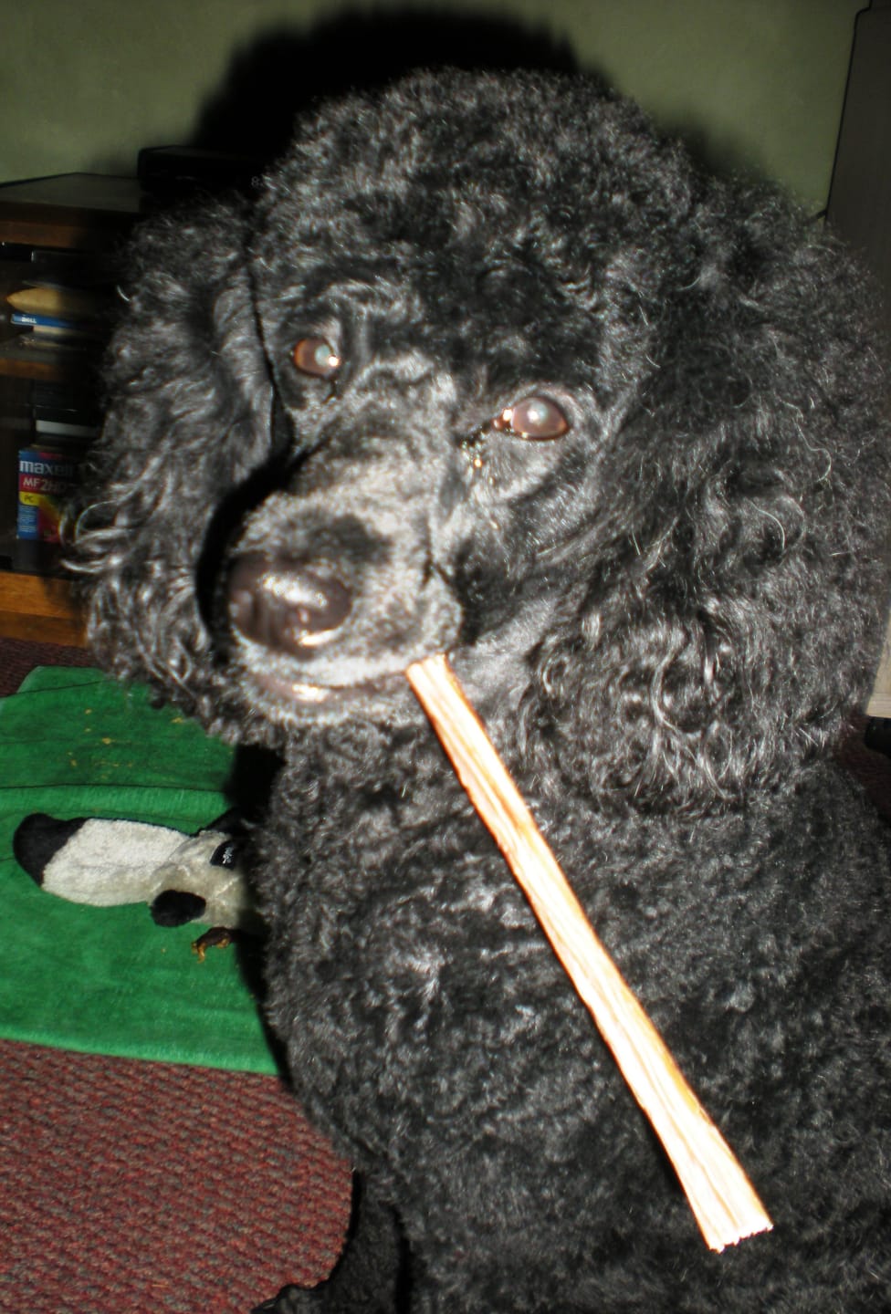 Customer photo review of 6 Inch Power Bully Sticks
