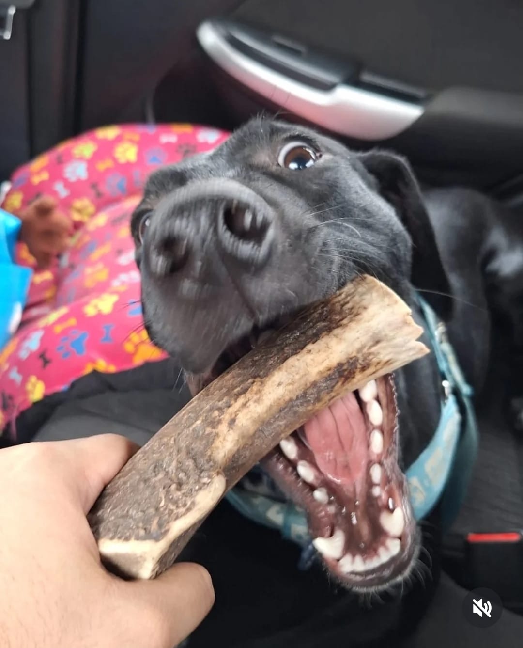Customer photo review of Asta de ciervo para perros - Regular