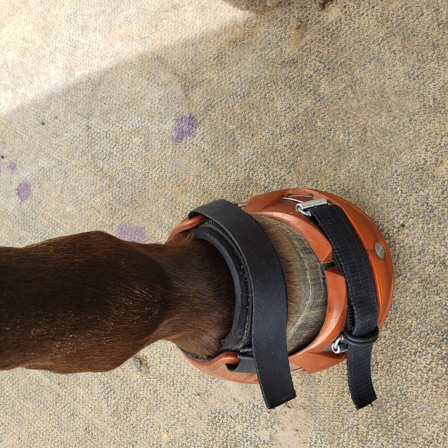 Customer photo review of Renegade® Viper Shield™ Hoof Boots - Arizona Copper