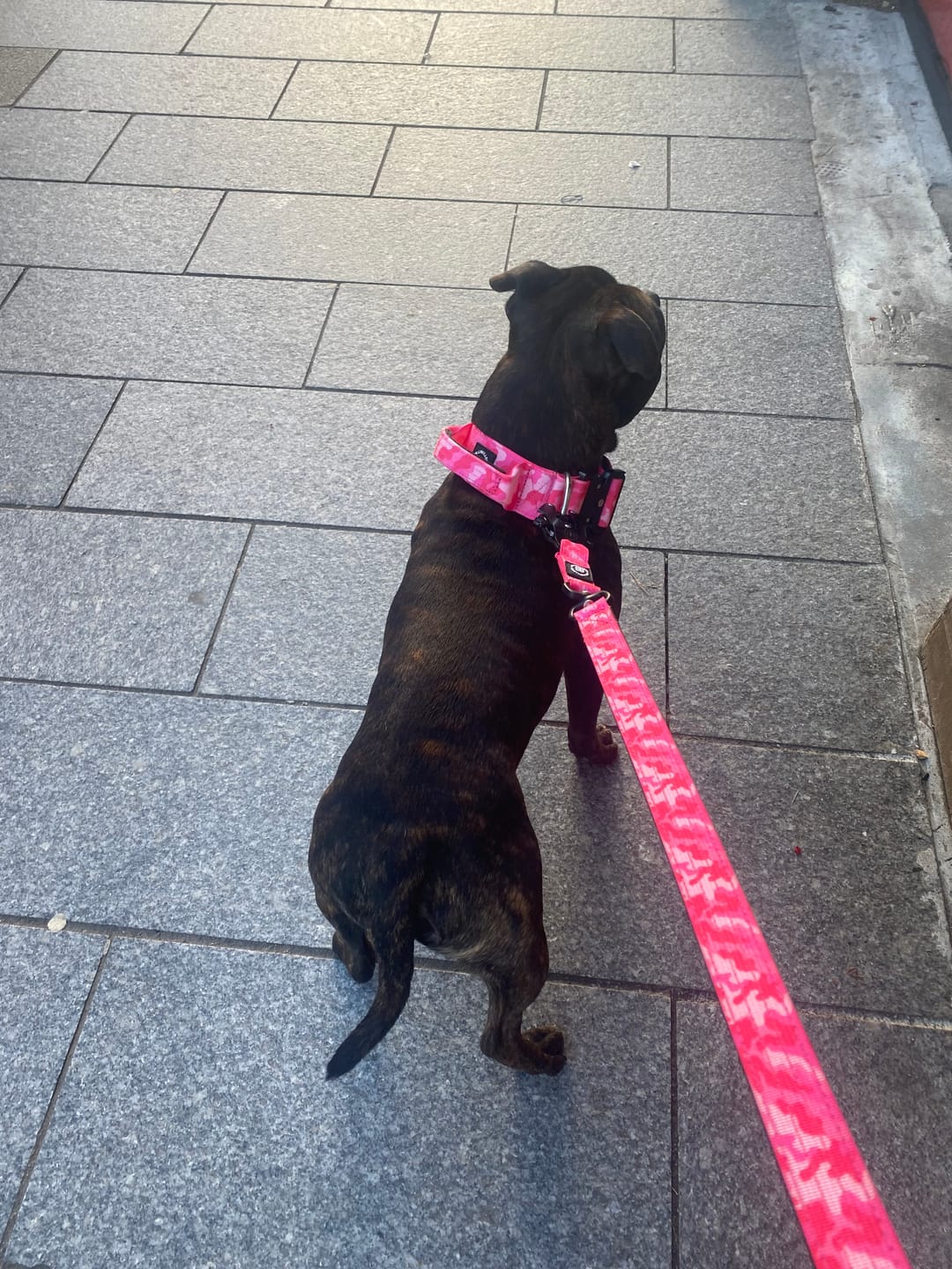 Customer photo review of 4cm Combat® Collar | Handle & Rated Clip - Bubblegum